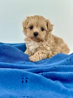 Arnie, a male Maltipoo for sale in Dallas, TX – 2 of 3