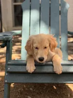 Milo, a male Golden Retriever and English Cream Golden Retriever for sale in Dallas, TX – 5 of 5