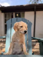 Milo, a male Golden Retriever and English Cream Golden Retriever for sale in Dallas, TX – 2 of 5