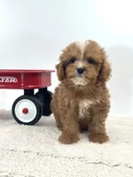 Harry, a male Cavapoo for sale in Dallas, TX – 5 of 6