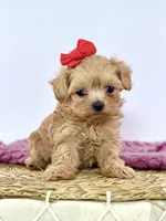 Lilly, a female Maltipoo for sale in Dallas, TX – 3 of 3