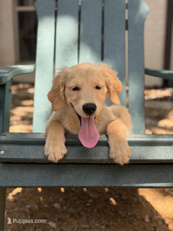 Milo – Golden Retriever, English Cream Golden Retriever puppy for sale in Dallas, TX