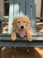 Milo, a male Golden Retriever and English Cream Golden Retriever for sale in Dallas, TX – 1 of 5
