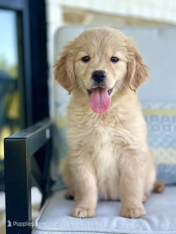 Emma Lynn – Golden Retriever, English Cream Golden Retriever puppy for sale in Dallas, TX