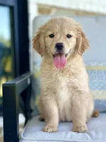 Emma Lynn, a female Golden Retriever and English Cream Golden Retriever for sale in Dallas, TX – 1 of 4