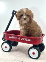 Harry, a male Cavapoo for sale in Dallas, TX – 3 of 6