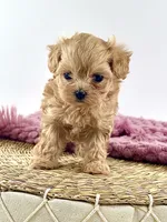 Lilly, a female Maltipoo for sale in Dallas, TX – 2 of 3