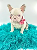 Koi Female , a female French Bulldog for sale in Dallas, TX – 1 of 1