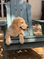Milo, a male Golden Retriever and English Cream Golden Retriever for sale in Dallas, TX – 3 of 5