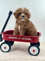 Harry, a male Cavapoo for sale in Dallas, TX – 6 of 6
