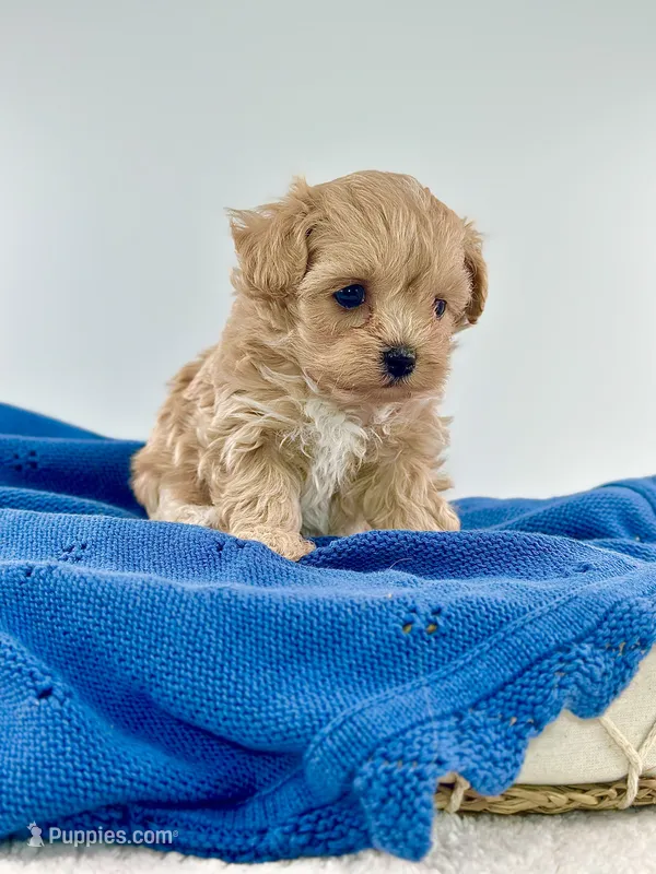 Arnie – Maltipoo puppy for sale in Dallas, TX