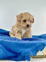 Arnie, a male Maltipoo for sale in Dallas, TX – 1 of 3
