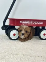 Harry, a male Cavapoo for sale in Dallas, TX – 2 of 6