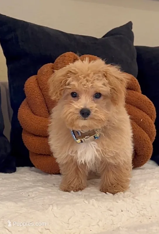 Finley  – Maltipoo puppy for sale in Dallas, TX