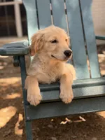 Milo, a male Golden Retriever and English Cream Golden Retriever for sale in Dallas, TX – 4 of 5