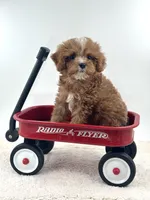 Harry, a male Cavapoo for sale in Dallas, TX – 4 of 6