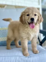Emma Lynn, a female Golden Retriever and English Cream Golden Retriever for sale in Dallas, TX – 3 of 4
