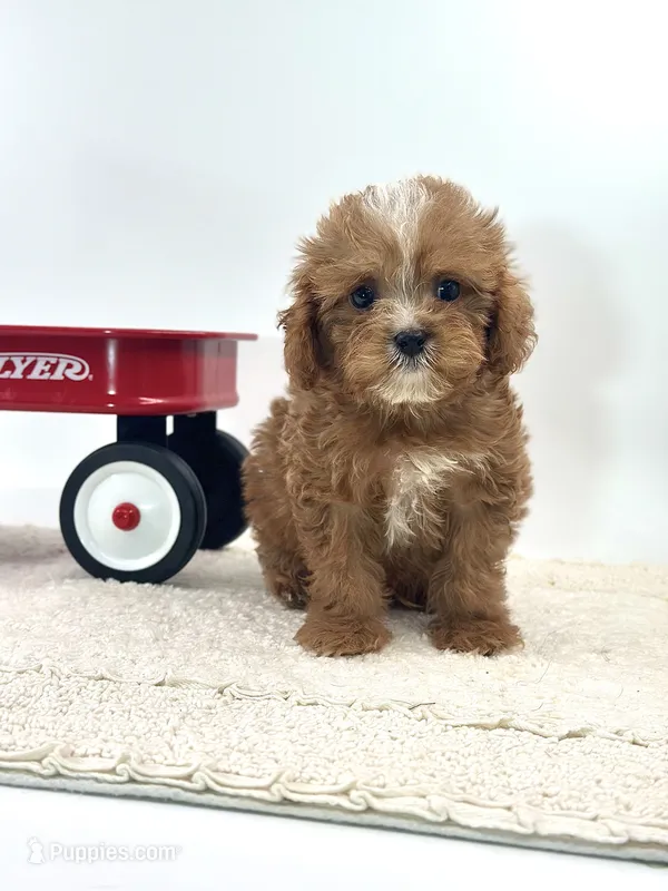 Harry – Cavapoo puppy for sale in Dallas, TX
