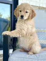 Emma Lynn, a female Golden Retriever and English Cream Golden Retriever for sale in Dallas, TX – 4 of 4