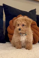 Finley , a male Maltipoo for sale in Dallas, TX – 2 of 2