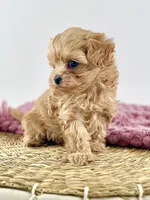 Lilly, a female Maltipoo for sale in Dallas, TX – 1 of 3