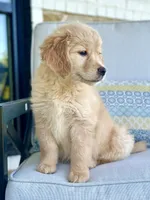Emma Lynn, a female Golden Retriever and English Cream Golden Retriever for sale in Dallas, TX – 2 of 4