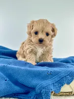 Arnie, a male Maltipoo for sale in Dallas, TX – 3 of 3