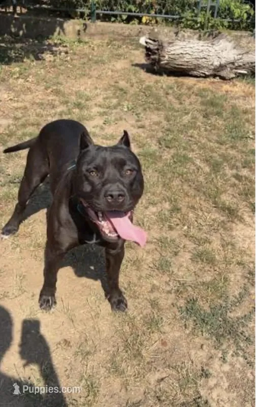 Baby Dee – American Bully puppy for sale in Whiteville, NC
