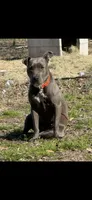 Baby Dee, a female American Bully for sale in Whiteville, NC – 5 of 5