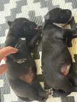 Baby Dee, a female American Bully for sale in Whiteville, NC – 3 of 5