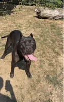 Lilly , a female American Bully for sale in Whiteville, NC – 3 of 4