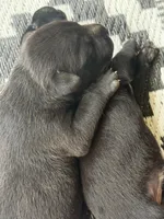 Baby Dee, a female American Bully for sale in Whiteville, NC – 4 of 5