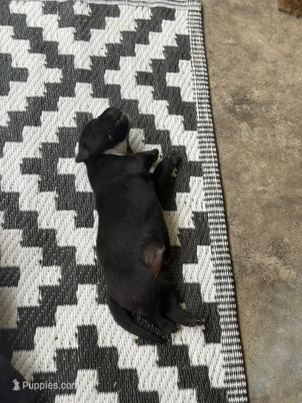 Lilly  – American Bully puppy for sale in Whiteville, NC