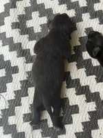 Baby Dee, a female American Bully for sale in Whiteville, NC – 2 of 5