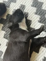 Lilly , a female American Bully for sale in Whiteville, NC – 2 of 4