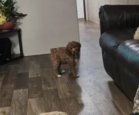 Katie , a female Poodle - Standard  for sale in Saluda, SC – Photo 2 of 2