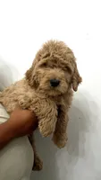 Boy , a male Goldendoodle for sale in Braselton, GA – 1 of 2
