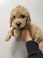 Yellow (Female), a female Goldendoodle for sale in Braselton, GA – Photo 2 of 4