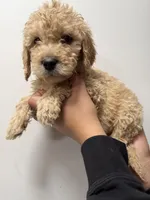 Yellow (Female), a female Goldendoodle for sale in Braselton, GA – Photo 4 of 4