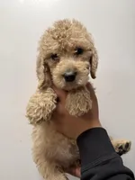 Pink (Female), a female Goldendoodle for sale in Braselton, GA – Photo 1 of 4