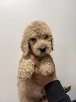 Pink (Female), a female Goldendoodle for sale in Braselton, GA – Photo 2 of 4