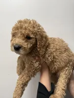 Black (Boy), a male Goldendoodle for sale in Braselton, GA – Photo 4 of 5