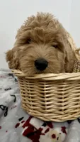 Boy , a male Goldendoodle for sale in Braselton, GA – 2 of 2