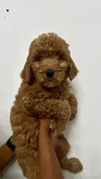 Girl , a female Goldendoodle for sale in Braselton, GA – 2 of 2