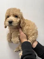 Sky blue (Female), a female Goldendoodle for sale in Braselton, GA – Photo 4 of 4