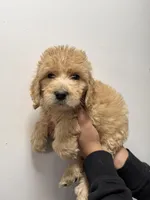 Sky blue (Female), a female Goldendoodle for sale in Braselton, GA – Photo 2 of 4