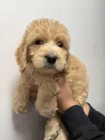 Sky blue (Female), a female Goldendoodle for sale in Braselton, GA – Photo 3 of 4