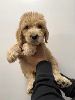 Sky blue (Female), a female Goldendoodle for sale in Braselton, GA – Photo 1 of 4