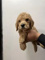 Brown (Boy), a male Goldendoodle for sale in Braselton, GA – Photo 2 of 4