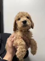 Brown (Boy), a male Goldendoodle for sale in Braselton, GA – Photo 1 of 4